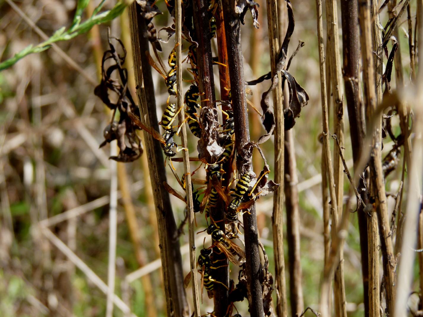 Polistes sp.: aggregato autunnale di future fondatrici